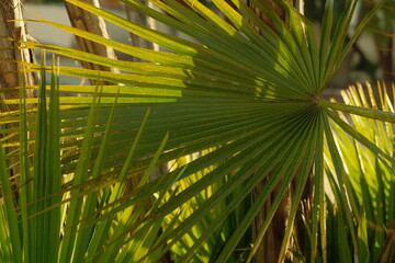 Beautiful green mexican californian fan palm tree (washingtonia) leaves basked in sunlight during golden hour