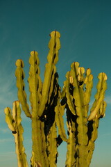 Beautiful green cactus pod basked in sunlight during golden hour with blue skies