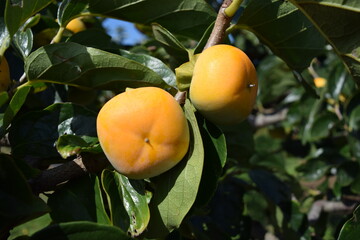 オレンジ色の柿の実