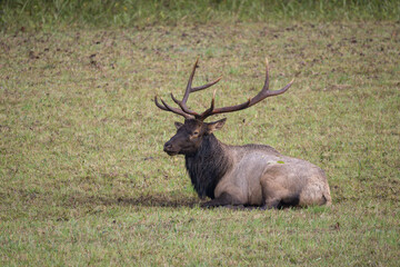 Resting Elk