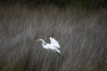 Great Egret Takeoff