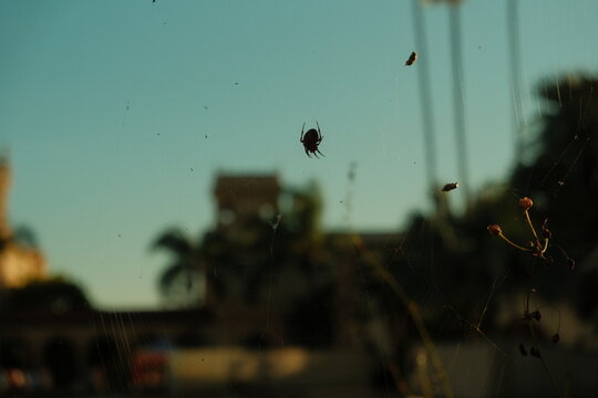 Large spider with items stuck in its web in nature vertical