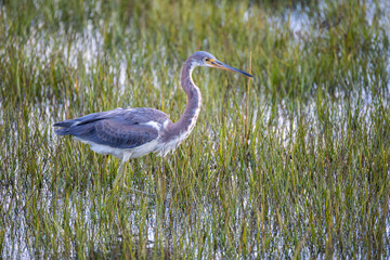 Tricolored Heron in Salt Marsh