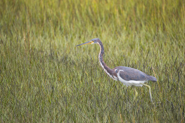 Tricolored Heron in Salt Marsh