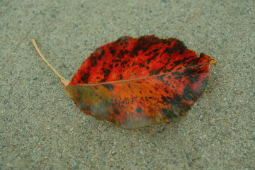 Beautiful crimson leaf with spots and different changing colors fallen on the ground