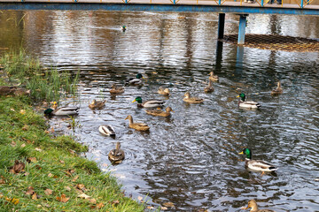 Ducks swimming in a pond near a bridge in autumn