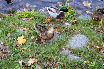 Wild ducks walking on grassy riverside in autumn