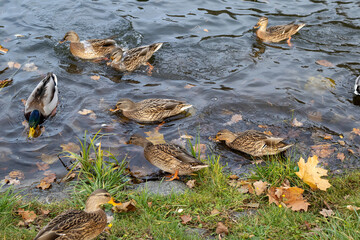 Wild ducks swimming and feeding in autumn pond