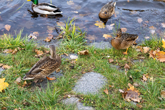 Ducks by a lakeshore with autumn leaves and grass - Powered by Adobe