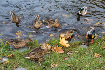 Group of wild ducks on lakeshore with autumn leaves