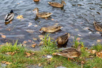 Ducks swimming and resting along a lakeshore in autumn