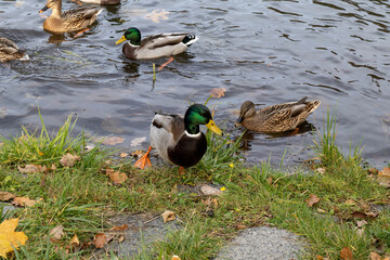 Mallard ducks by the lakeshore in autumn