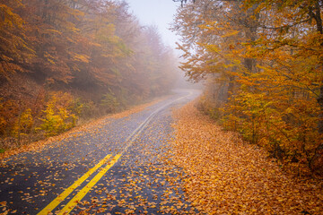 Empty Winding Mountain Road Covered in Golden Autumn Leaves on a Foggy Morning near Valia Calda National Park, Pindos, Greece