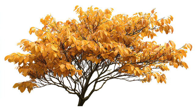 Lindera benzoin in Autumn: Golden Leaves. Isolated shrub or small tree white background premium