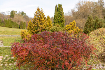 Autumn bush with red leaves in landscaped park