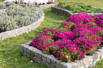 Bright pink flowers blooming in stone garden bed outdoors