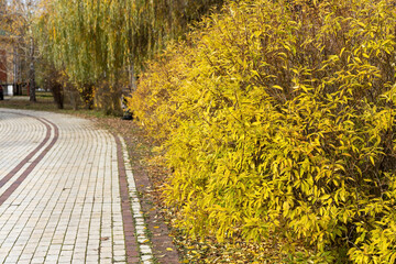 Yellow autumn bushes along a paved park pathway