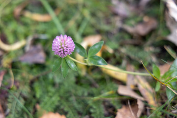 Purple clover flower on forest floor in soft focus