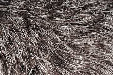 Fototapeta premium background natural gray animal wool