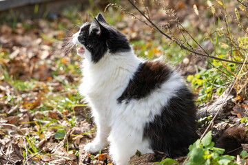 Black and white fluffy cat sitting outdoors on autumn leaves