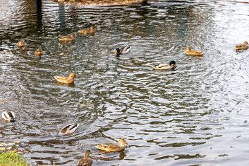 Ducks swimming on a calm pond in daylight