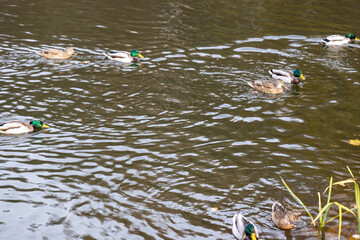 Mallard ducks swimming in a rippling pond