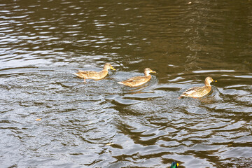 Three wild ducks swimming on rippling water surface