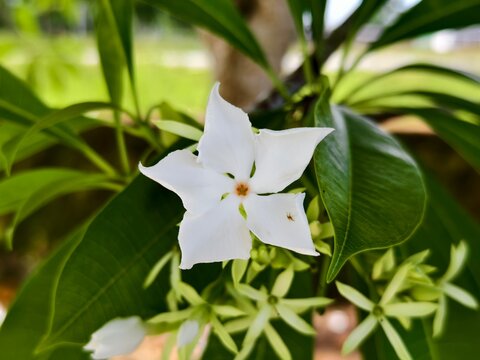 Cerbera odollam flower in the morning	