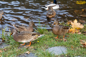 Wild ducks on grassy riverbank in autumn