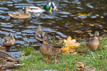 Wild ducks by river bank in autumn park