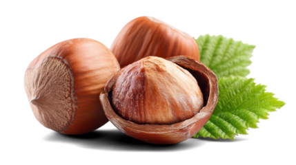 hazelnuts on a white background