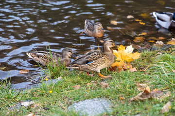 Wild ducks by autumn lakeshore with fallen leaves