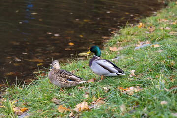 Mallard ducks resting on grassy riverbank in autumn