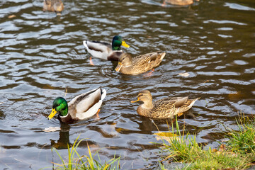 Mallard ducks swimming in a pond during sunny day