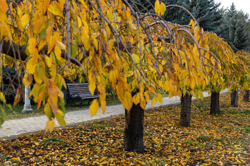 Autumn trees with yellow leaves in city park