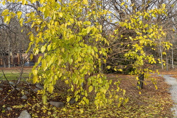 Tree with yellow autumn leaves in city park