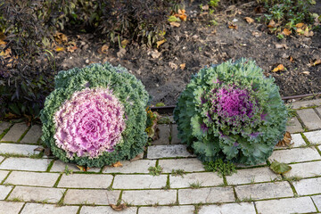 Ornamental cabbage plants in garden on stone walkway
