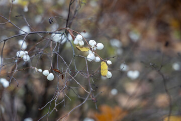 Close up of white berries on autumn branches outdoors