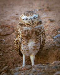 Burrowing owl sleeping