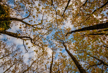 tree in autumn