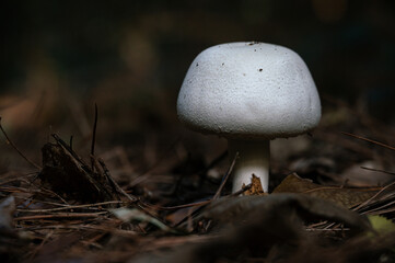 mushrooms in the forest
