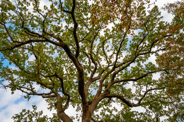 tree and sky
