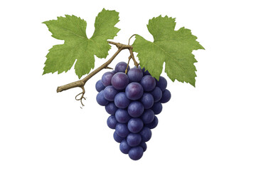 Fototapeta premium Ripe purple grapes hanging from a vine with green leaves, fresh organic fruit for healthy eating and wine production