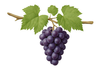 Fototapeta premium Ripe purple grapes hanging from a vine branch with green leaves, fresh fruit for healthy eating and harvest season, transparent background