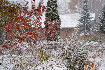 A wintery fall garden in a park shows colourful plants dusted with snow for an ethereal effect.
