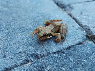 Grenouille sur pavés humides