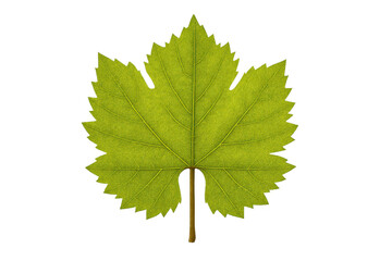 Green grape leaf with serrated edge and prominent veins isolated on a transparent background