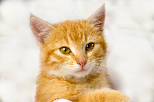 cute fluffy cat, adorable ginger cat on white background, cute ginger kitten with golden tones and soft lighting, serene ginger kitten poised against soft white backdrop with golden