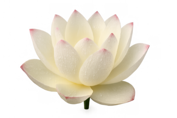 White lotus flower emerging from water, a symbol of purity, beauty, and spirituality with droplet textures