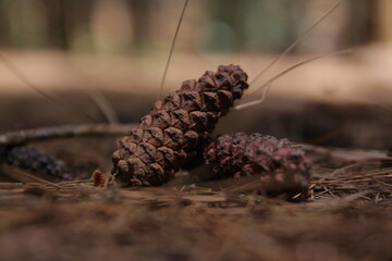 pine cones on the ground